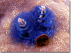 A colourful Christmastree Worm. Uepi, Solomon Islands