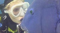 The Eastern Blue Groper - The friendliest fish in the sea.