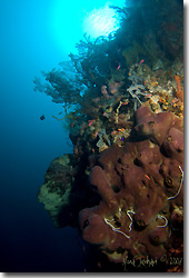 Beautiful wall with healthy growth at Selayar, Sulawesi, Indonesia