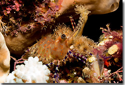 A Saron shrimp with characteristic orange spots at Selayar, Sulawesi, Indonesia