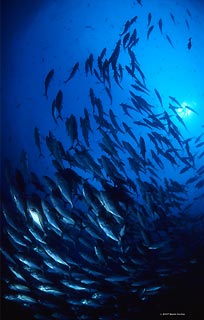 Big-eye Trevally Cruising