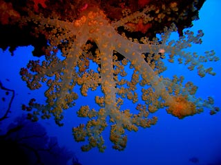 Beqa Soft Coral