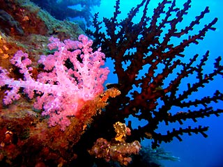 Pink Soft Coral