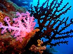 Pink Soft Coral