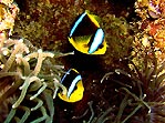 Beqa Anemonefish