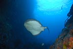 Short-tailed Stingray