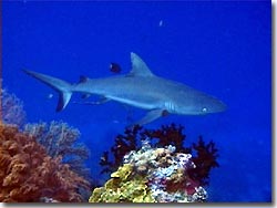 Grey Reefshark cruising past, Palau, Micronesia