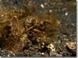 Ambon Scorpionfish, Lembeh Strait, Sulawesi, Indonesia.