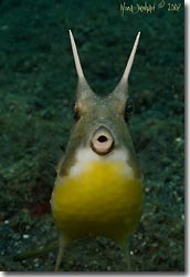 This cowfish nicely co-operated, Lembeh Strait, Sulawesi, Indonesia.