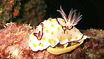 Breeding Nudi