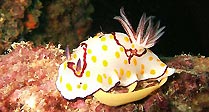 Breeding Nudi