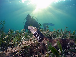 Collared Catshark and Diver