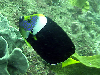 Yellow-finned Angelfish