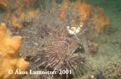 Striped Anglerfish, Antennarius striatus