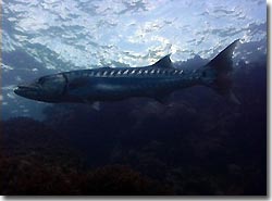 Barry the Barracuda hanging mid-water, Yap, Micronesia.