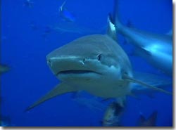 A Black-tip Reefshark checking out the camera, Yap, Micronesia.