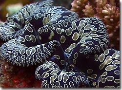 A colurful clam in the shallows, Yap, Micronesia.