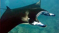 Yap, Micronesia - not just a place for Manta Rays