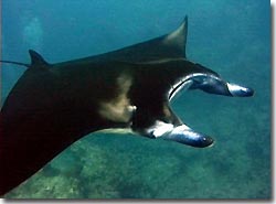 The Manta Rays did make an appearance, Yap, Micronesia.