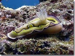 A colourful nudibranch exploring the reef, Yap, Micronesia.