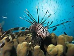 Pixie Gardens Lionfish