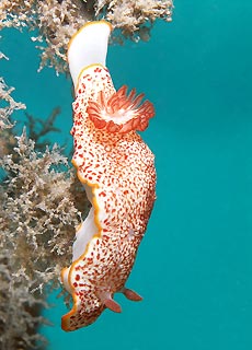 Hanging nudi