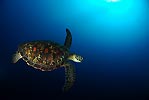 Deep Blue, Green Turtle