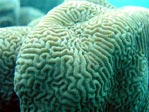 Brain Coral