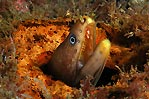 Moray Eel