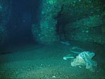 Waterfall Bay Caves on Tasman Peninsula