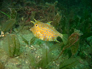 Thorny-back Cowfish