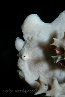 Frogfish profile