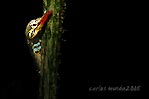 Peeping Pipefish