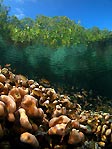 Blue Water Mangroves