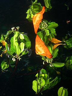 Linda Johnston with a magically mirrored juvenile Orbicular Batfish at Raja Ampat, Indonesia.