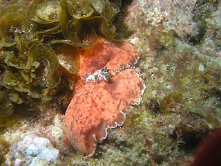 Platydoris mating