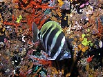 Busselton Jetty Fish