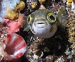 Busselton Porcupinefish