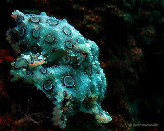 Blue-ringed Octopus