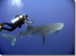 A Whaleshark at North Stradbroke Island, Queensland, Australia