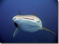 A Whaleshark at North Stradbroke Island, Queensland, Australia