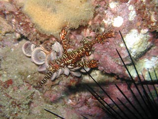 Ghost Pipefish