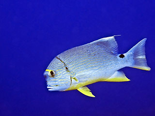 Sailfin Snapper