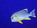 Sailfin Snapper