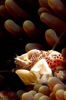 Porcelain crab