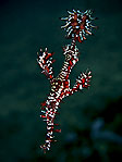 Ornate Ghostpipefish