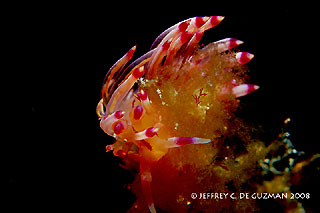 Flabellina sp