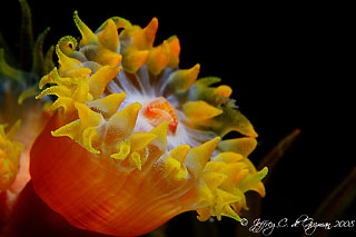 Tulip of the Sea