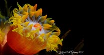 Tulip of the Sea