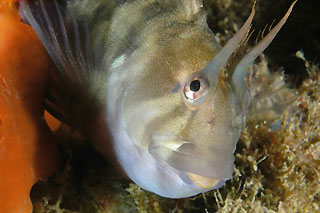 Bullied by a Blenny